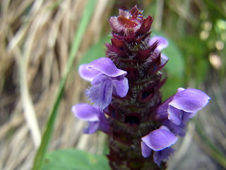 Prunella vulgaris