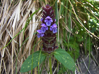 Prunella vulgaris