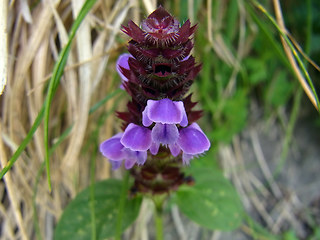 Prunella vulgaris