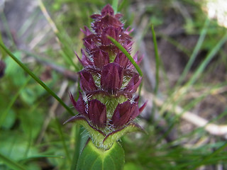 Prunella vulgaris