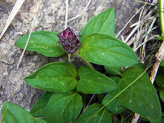 Prunella vulgaris