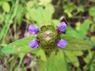 Prunella vulgaris