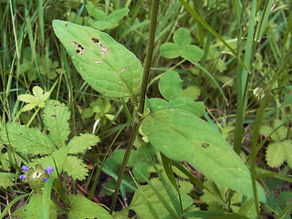 Prunella vulgaris