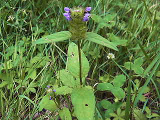 Prunella vulgaris