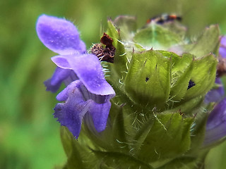 Prunella vulgaris