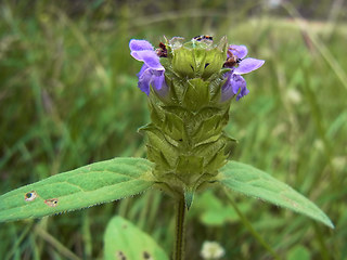 Prunella vulgaris