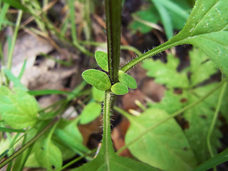 Prunella vulgaris