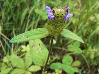 Prunella vulgaris