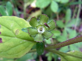 Prunella vulgaris