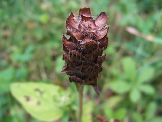 Prunella vulgaris