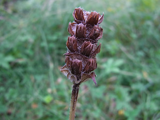 Prunella vulgaris