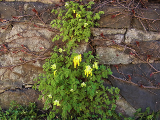 Pseudofumaria lutea