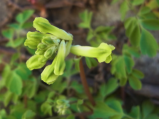 Pseudofumaria lutea