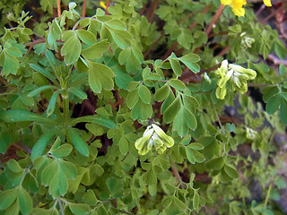 Pseudofumaria lutea