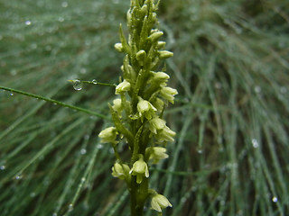 Pseudorchis albida
