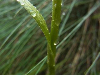 Pseudorchis albida