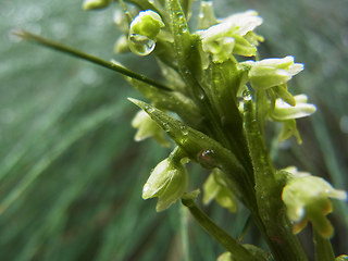 Pseudorchis albida