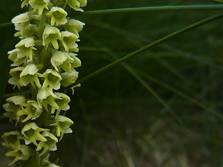 Pseudorchis albida