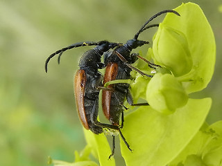 Pseudovadonia livida