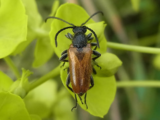 Pseudovadonia livida
