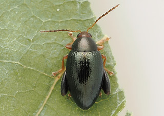 Psylliodes chrysocephala