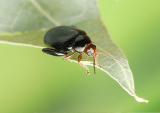Psylliodes chrysocephala