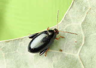 Psylliodes chrysocephala