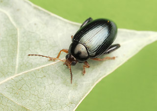Psylliodes chrysocephala