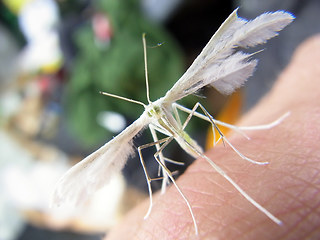 Pterophorus pentadactyla