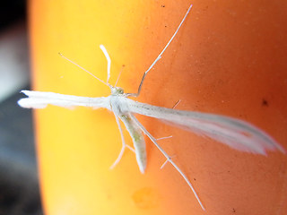 Pterophorus pentadactyla