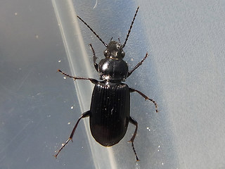 Pterostichus anthracinus