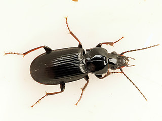Pterostichus anthracinus