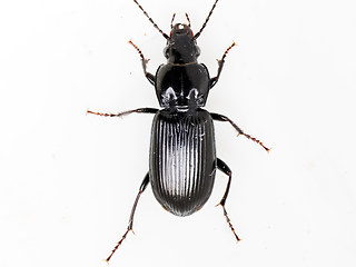 Pterostichus anthracinus