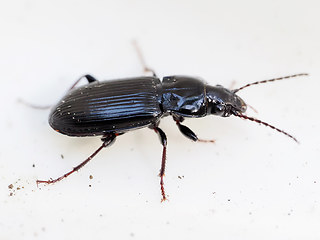 Pterostichus anthracinus