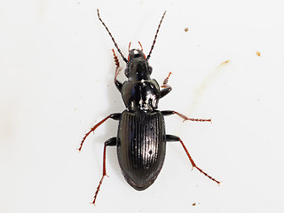 Pterostichus melanarius