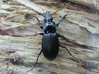 Pterostichus niger