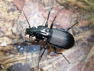 Pterostichus niger