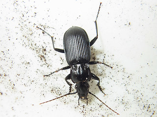 Pterostichus niger