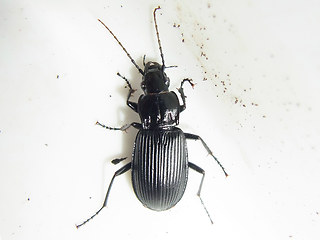 Pterostichus niger