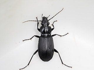 Pterostichus niger