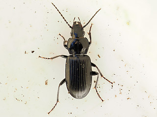 Pterostichus nigrita - rhaeticus