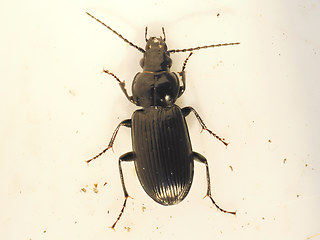 Pterostichus nigriza