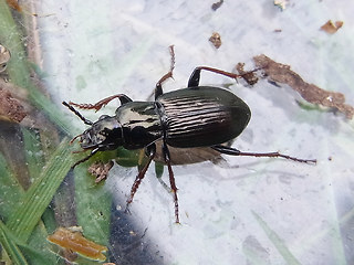 Pterostichus oblongopunctatus