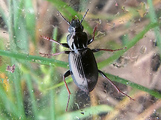 Pterostichus oblongopunctatus