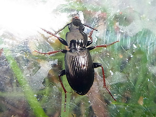 Pterostichus oblongopunctatus