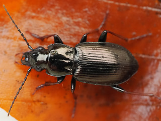 Pterostichus oblongopunctatus