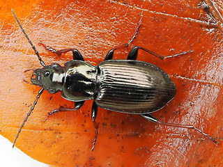 Pterostichus oblongopunctatus