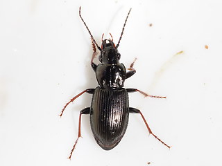 Pterostichus oblongopunctatus