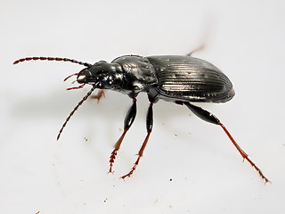 Pterostichus oblongopunctatus