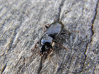 Pterostichus sp.